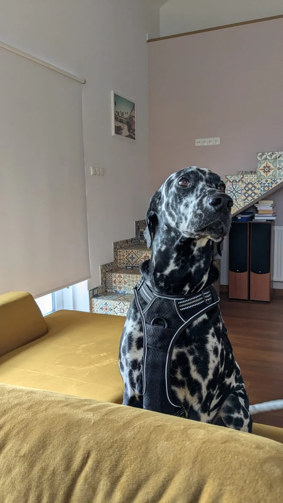 Ratujmy Dalmatyńczyka „Izzy” który walczy z podstępnym chłoniakiem – pomóż nam podarować jej czas! 🐾💔