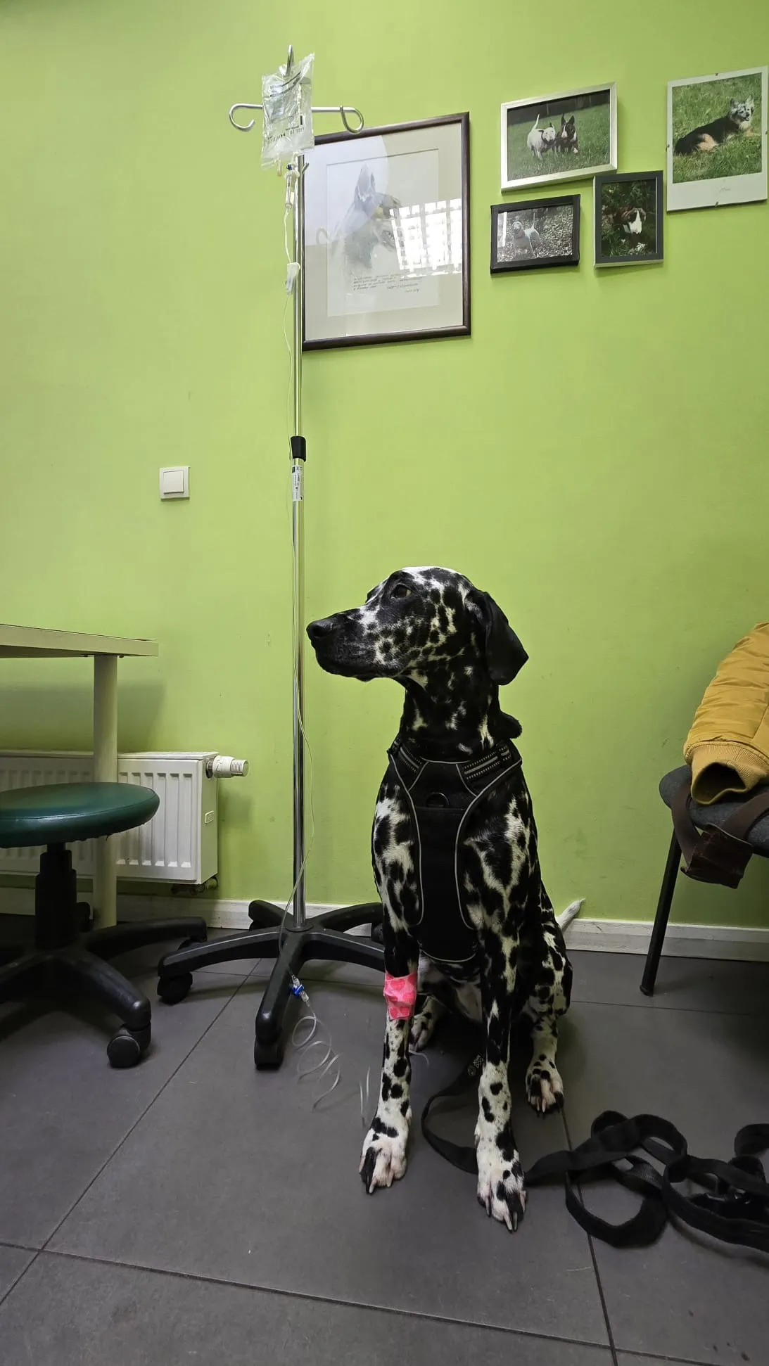 Walczymy o Izzy – potrzebuje specjalistycznego leczenia