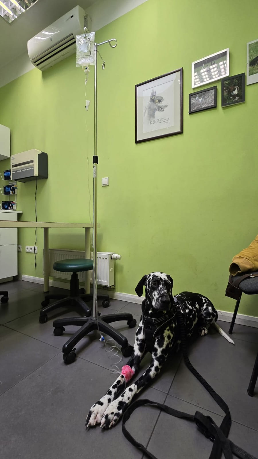 Izzy - kropkowana wojowniczka