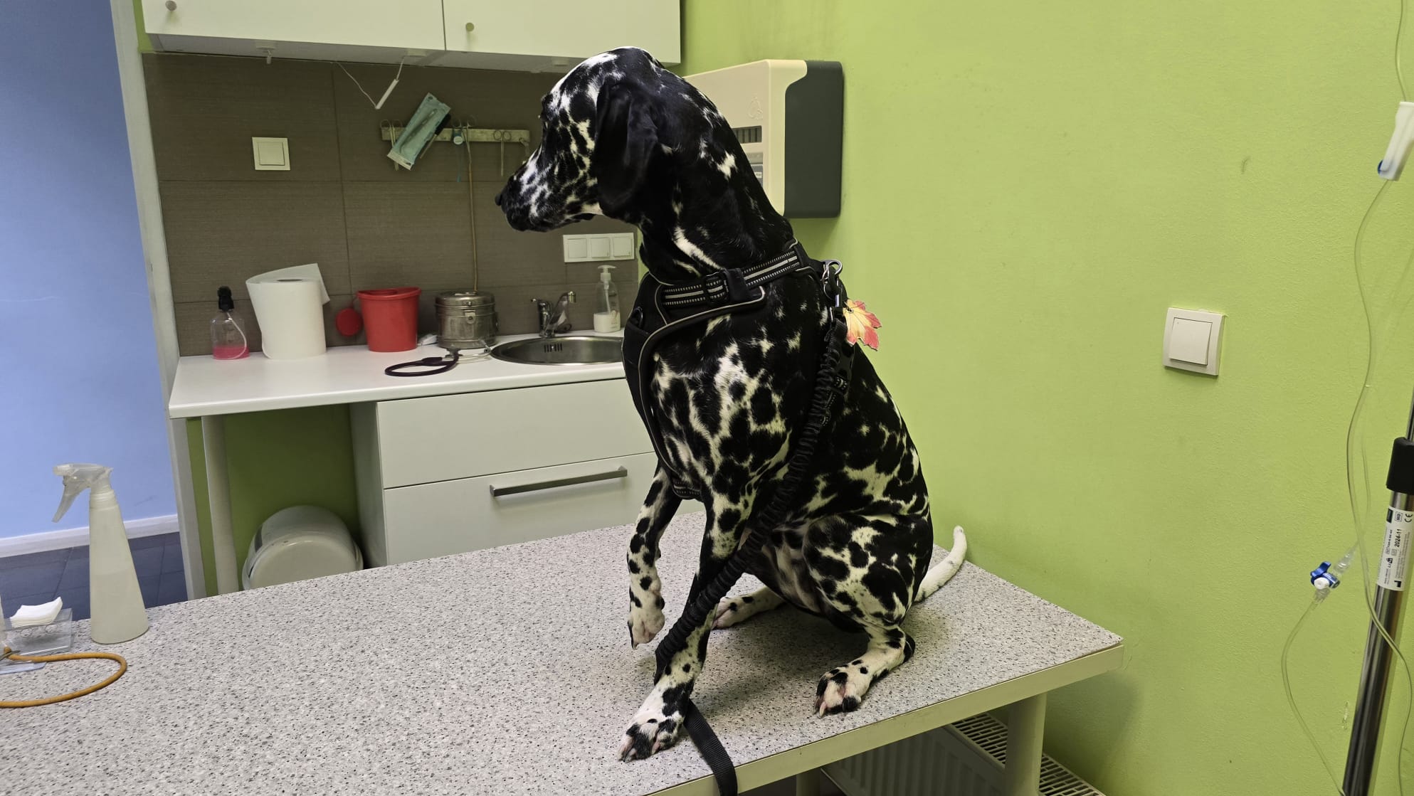 Izzy z wolontariuszami