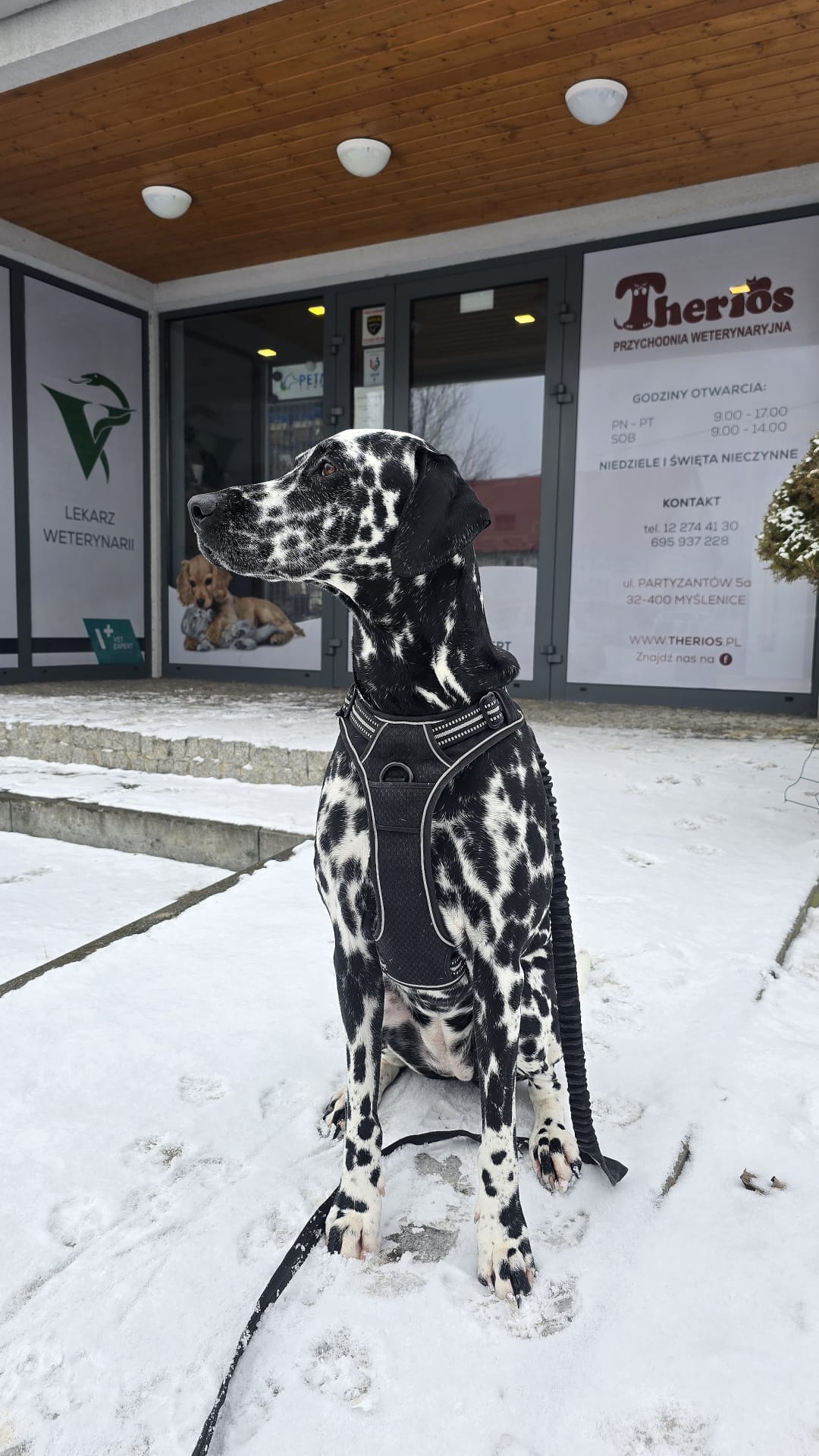 Izzy podczas wizyty w klinice