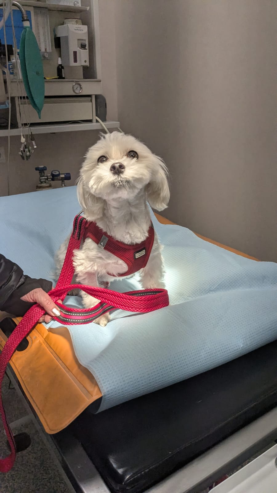 Maltańczyk w trakcie leczenia